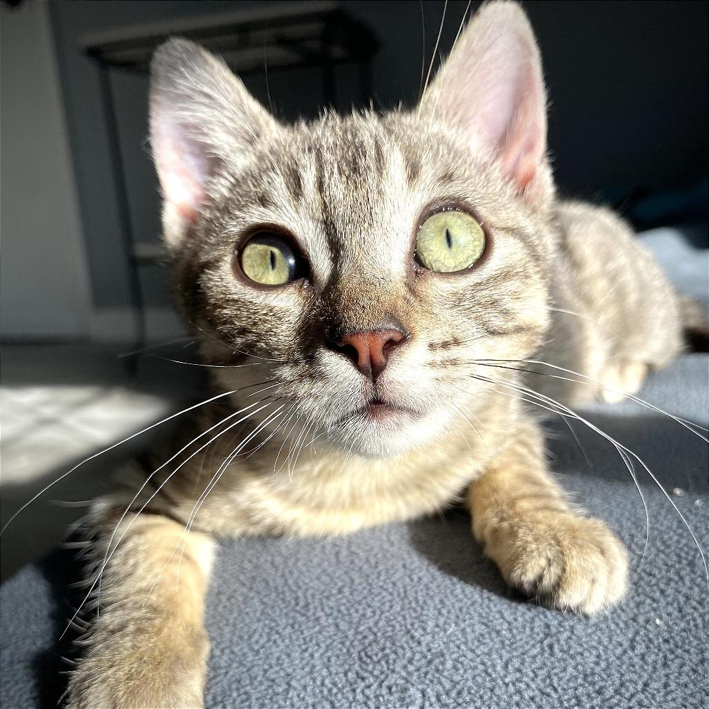 Enlarge Lucy, a Adoptable Domestic Short Hair in Pleasant Hill, CA image 4/6