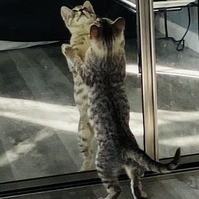 Enlarge Lucy, a Adoptable Domestic Short Hair in Pleasant Hill, CA image 5/6