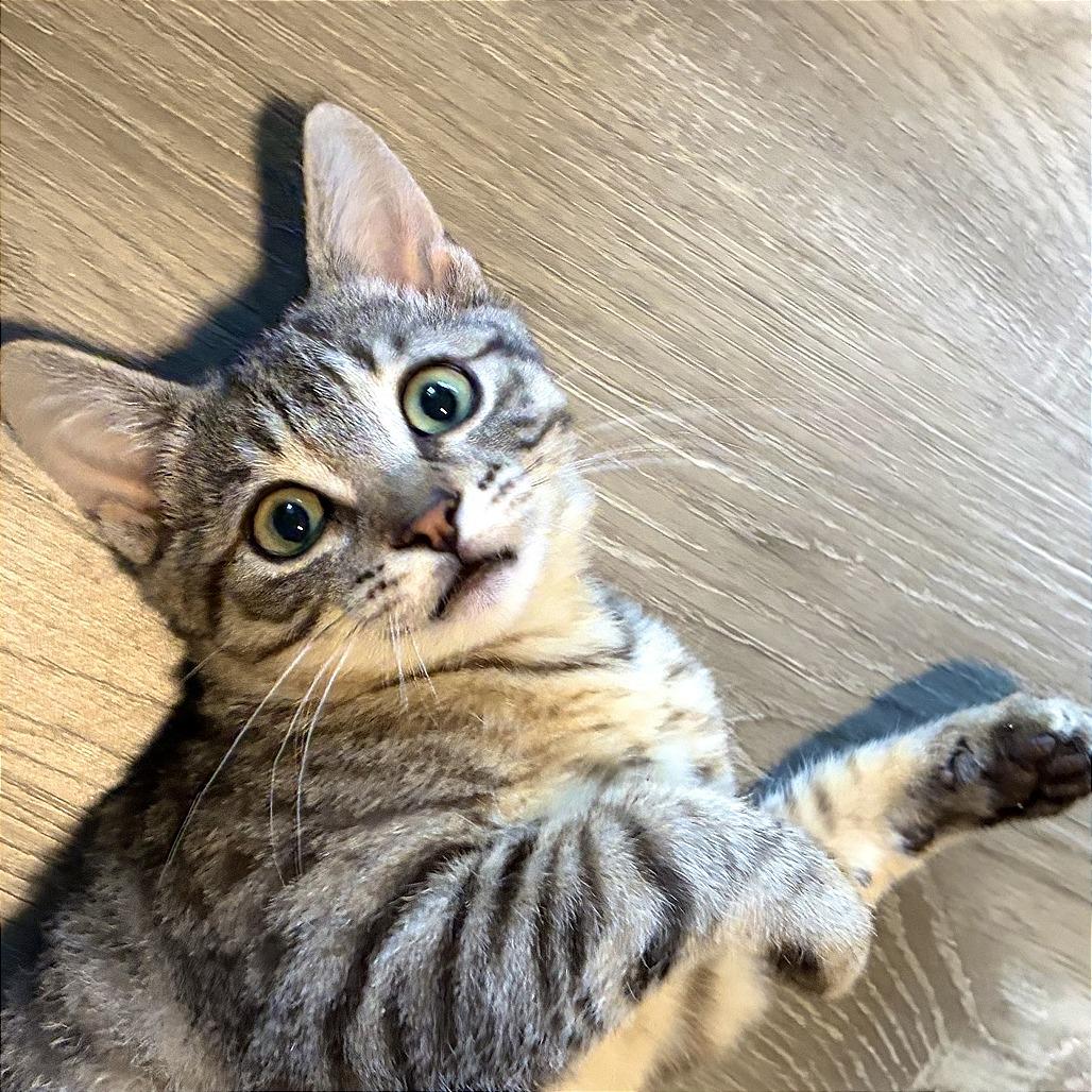 Enlarge Lucy, a Adoptable Domestic Short Hair in Pleasant Hill, CA image 6/6