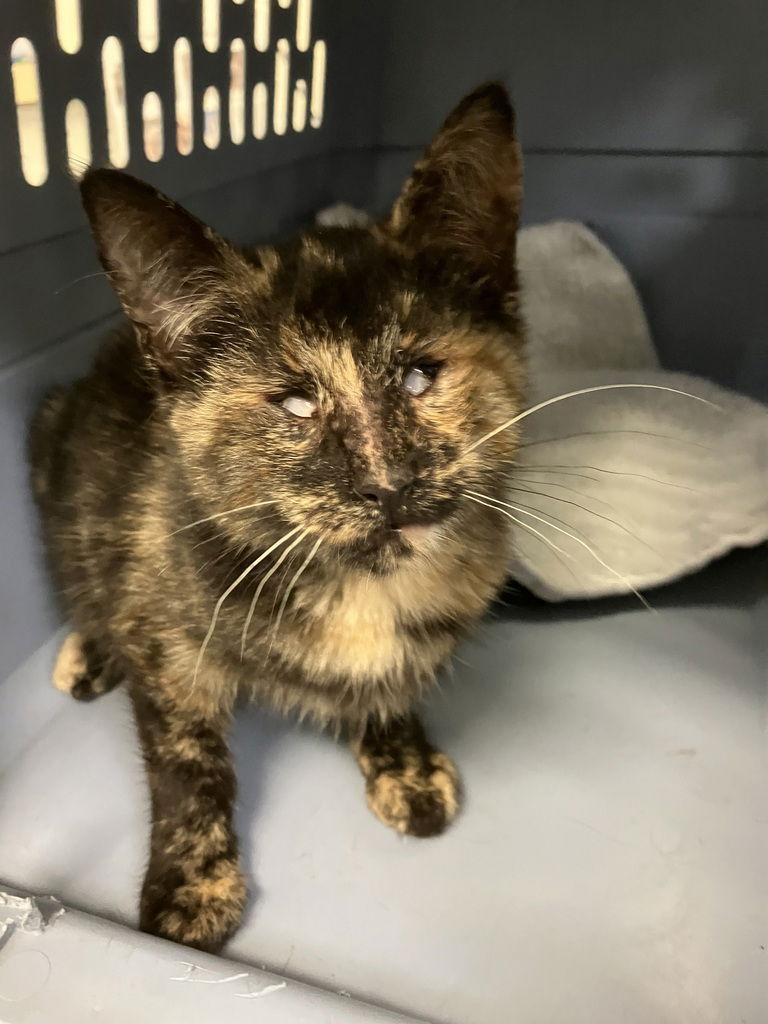 Enlarge Agatha 50880, a Adoptable Domestic Short Hair in Petaluma, CA image 1/1