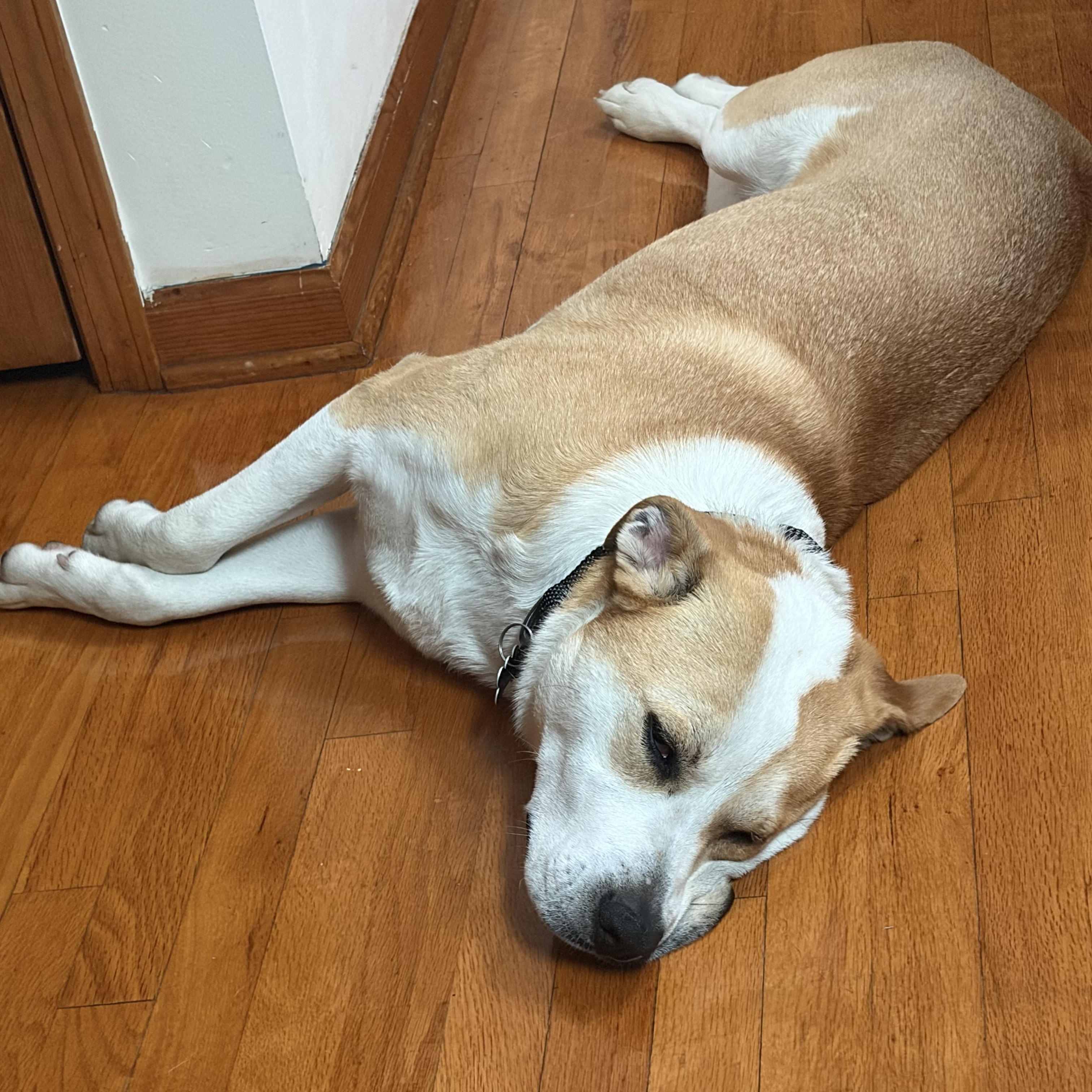 Enlarge Sierra, a ADOPTABLE mixed breed in Aurora, IL image 5/6