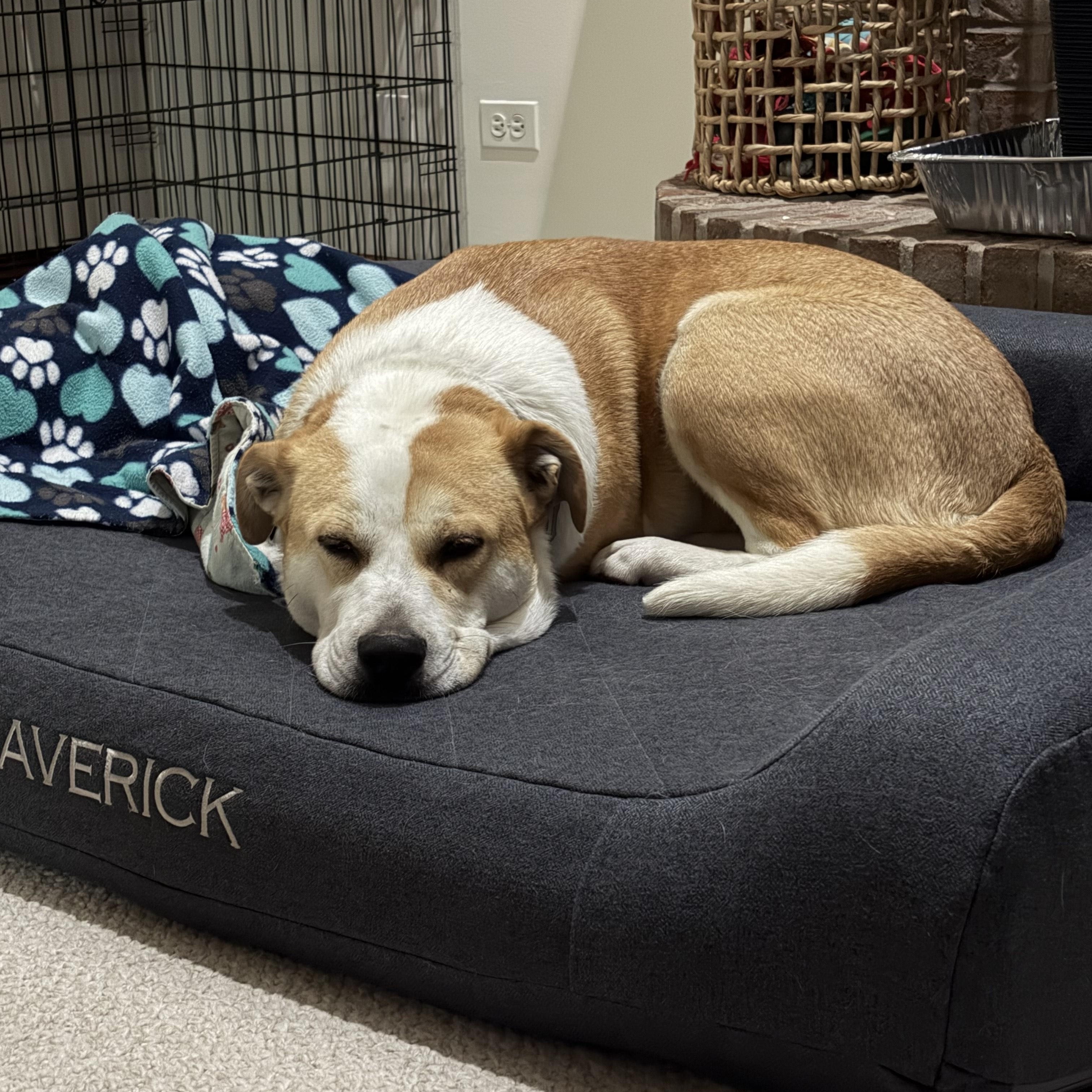 Enlarge Sierra, a ADOPTABLE mixed breed in Aurora, IL image 6/6