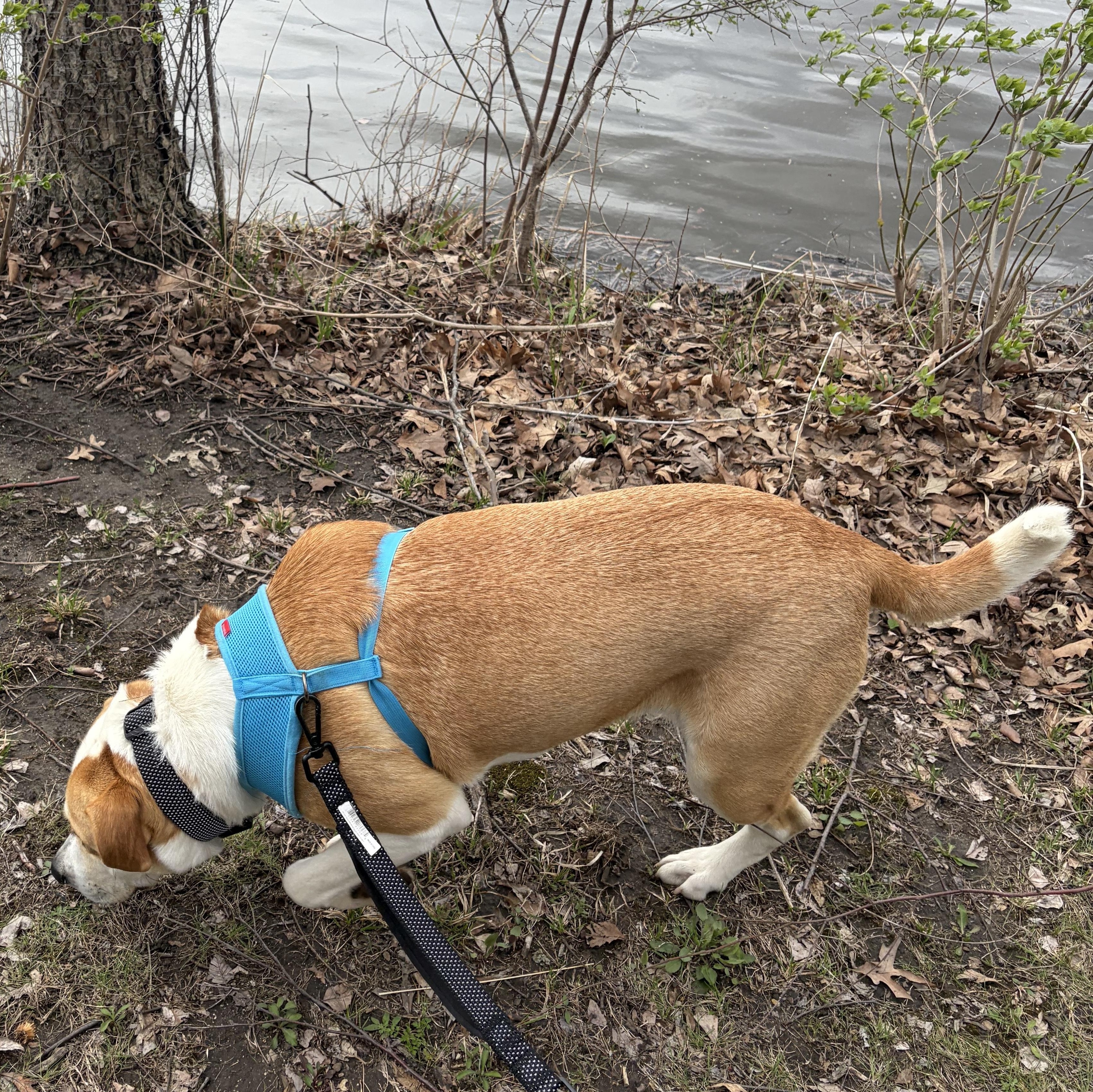 Enlarge Sierra, a ADOPTABLE mixed breed in Aurora, IL image 4/6