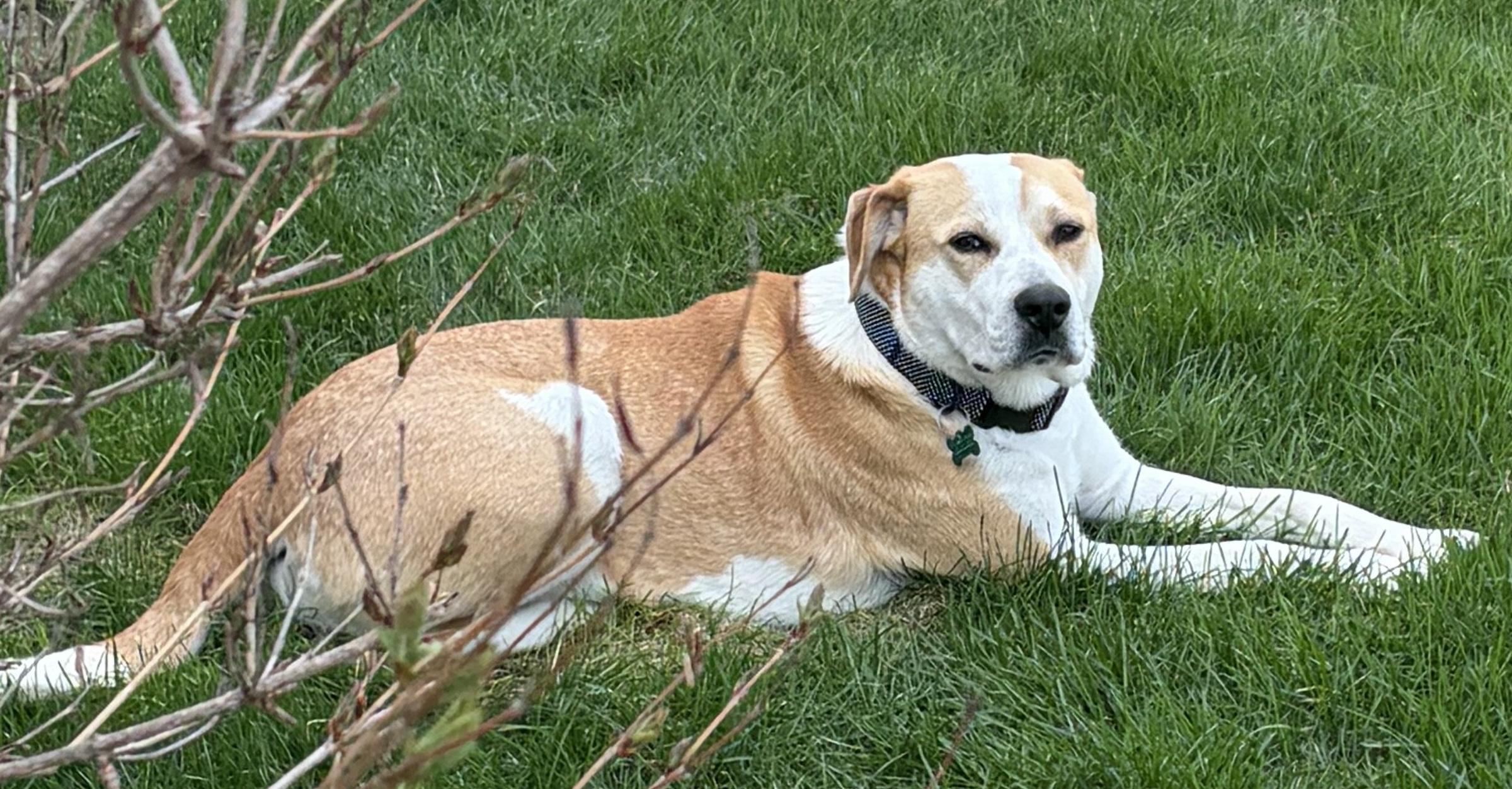 Enlarge Sierra, a ADOPTABLE mixed breed in Aurora, IL image 2/6
