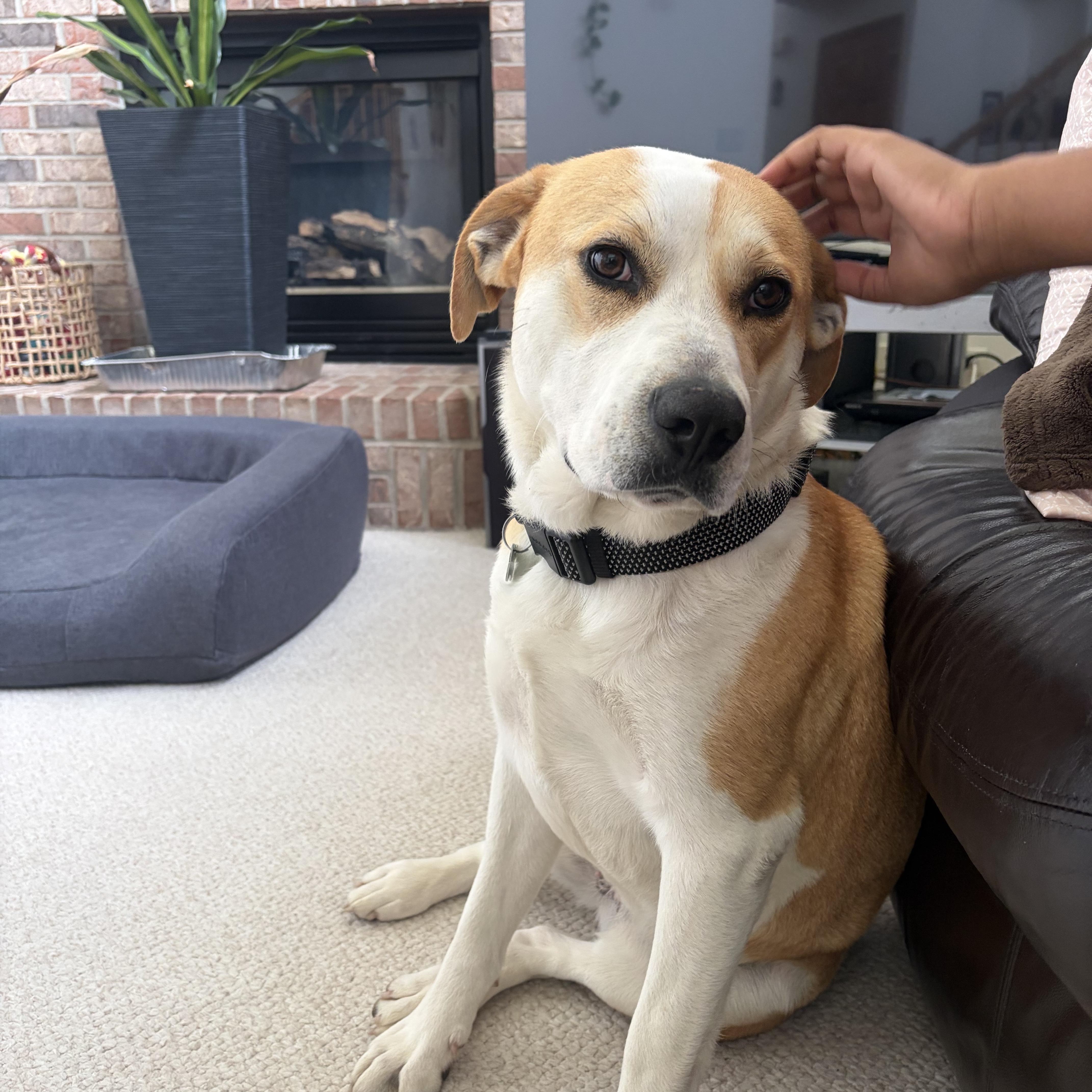 Enlarge Sierra, a ADOPTABLE mixed breed in Aurora, IL image 1/6