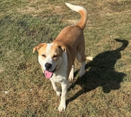 Enlarge Sierra, a ADOPTABLE mixed breed in Aurora, IL image 3/6