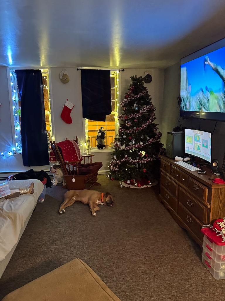 Marley, a Adoptable Boxer in Peru, NY image 1/3