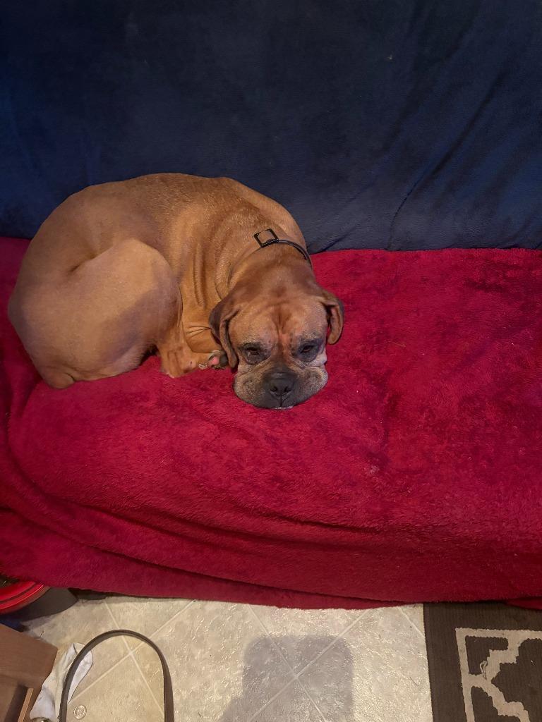 Marley, a Adoptable Boxer in Peru, NY image 2/3