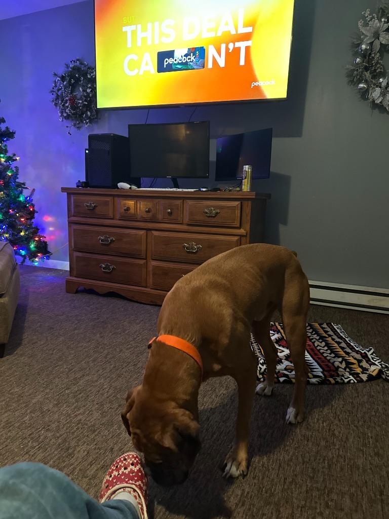 Marley, a Adoptable Boxer in Peru, NY image 3/3