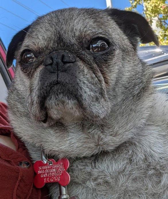 Kiko, Adoptable, Senior Male Pug.