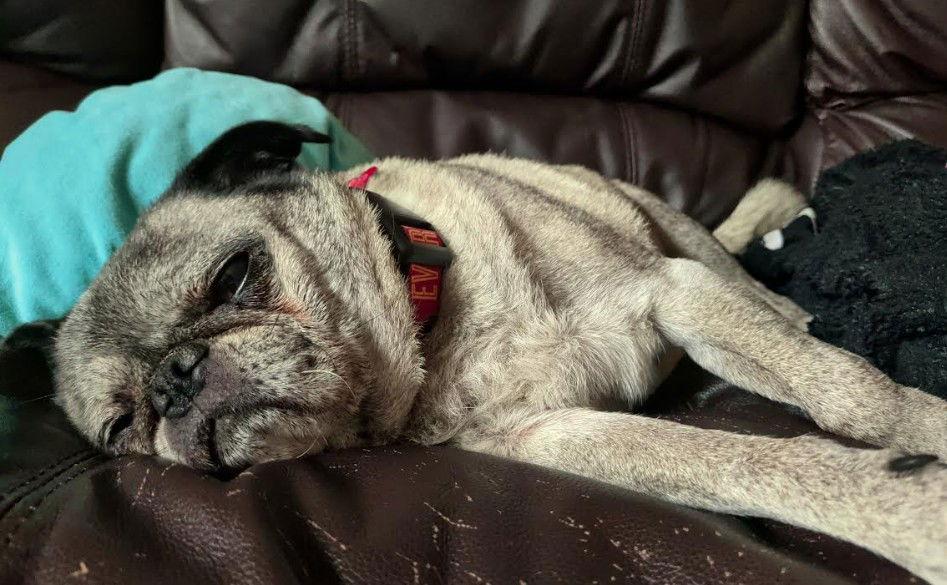 Enlarge Kiko, a Adoptable Pug in San Diego, CA image 1/3