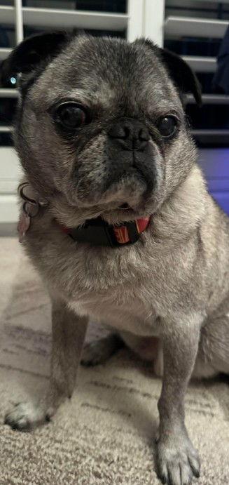Kiko, Adoptable, Senior Male Pug.