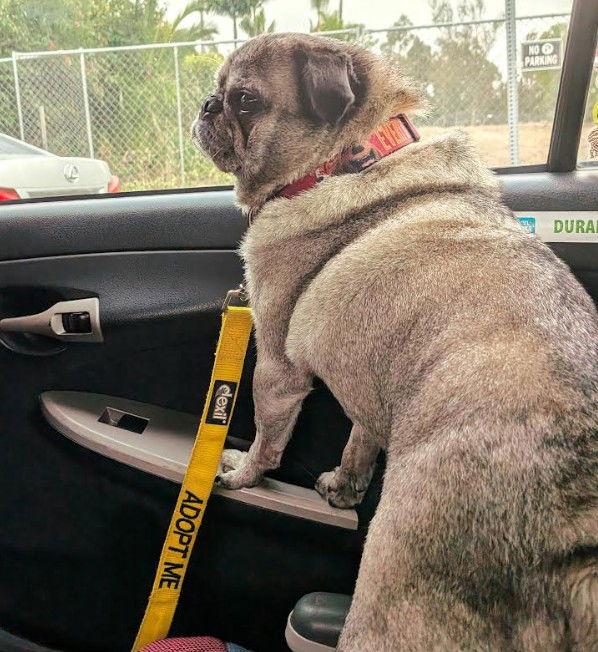 Enlarge Kiko, a Adoptable Pug in San Diego, CA image 3/3