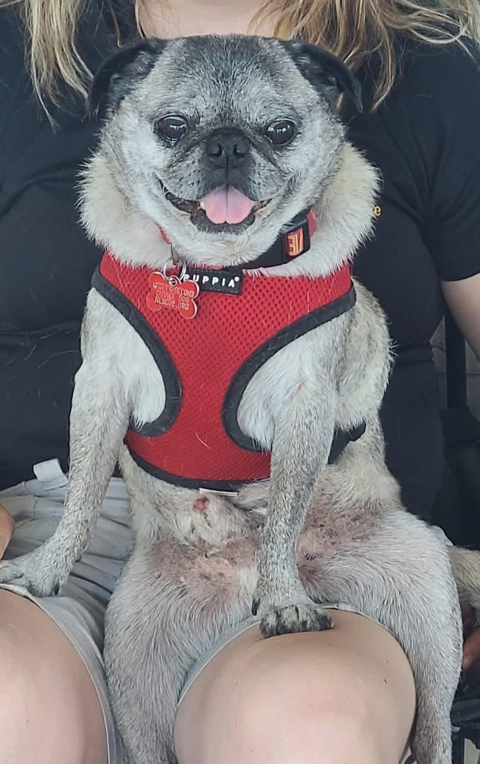 Kiko, Adoptable, Senior Male Pug.
