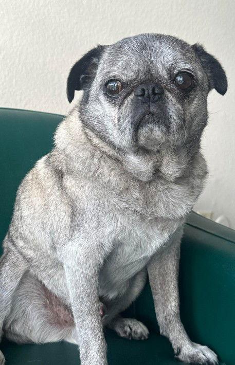 Enlarge Kiko, a Adoptable Pug in San Diego, CA image 2/3