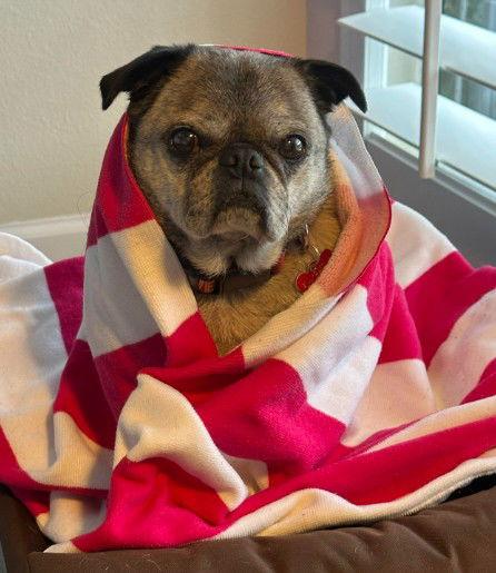 Enlarge Kiko, a Adoptable Pug in San Diego, CA image 3/3