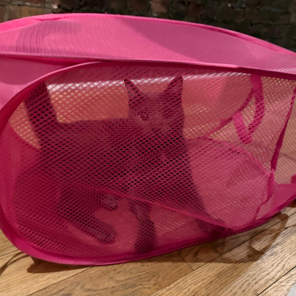 Leo, a Adoptable Domestic Short Hair in New York, NY image 2/6