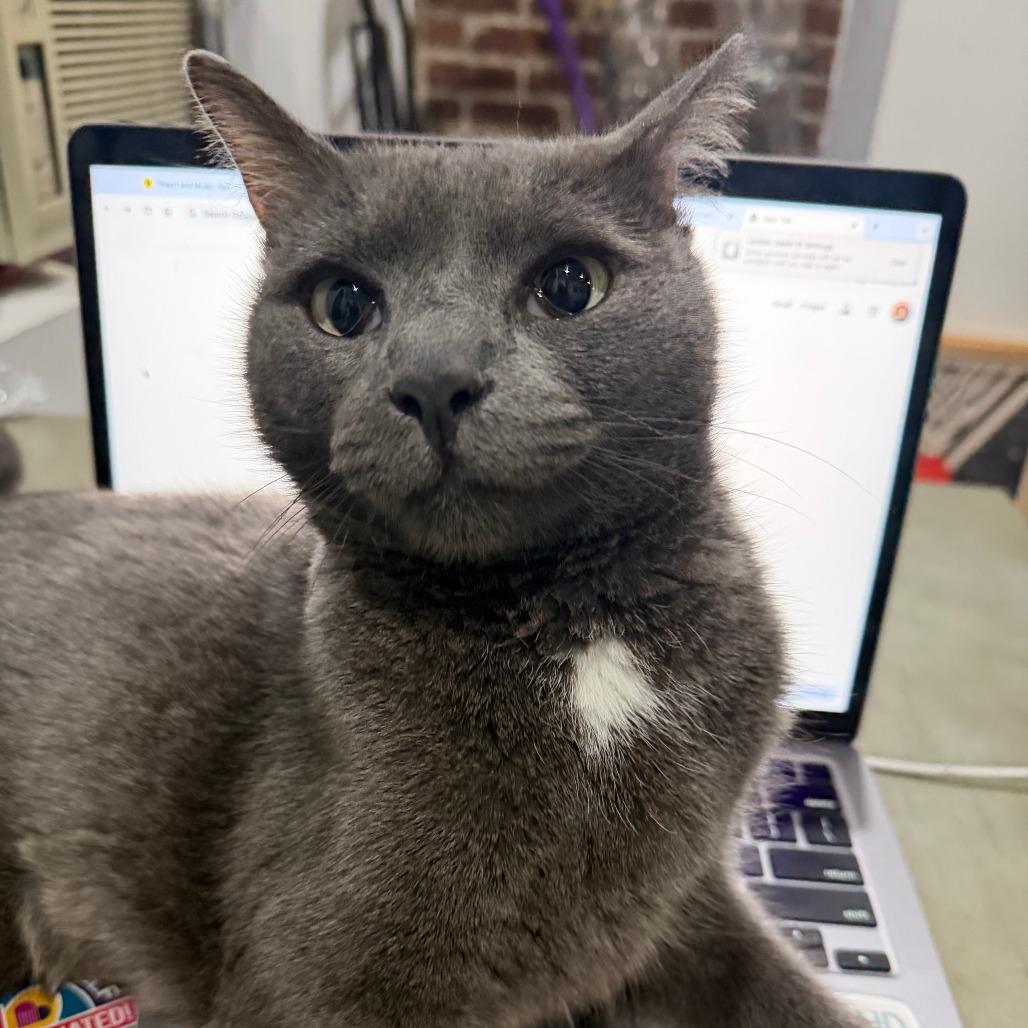 Leo, a Adoptable Domestic Short Hair in New York, NY image 3/6