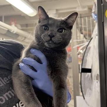 Leo, a Adoptable Domestic Short Hair in New York, NY image 4/6