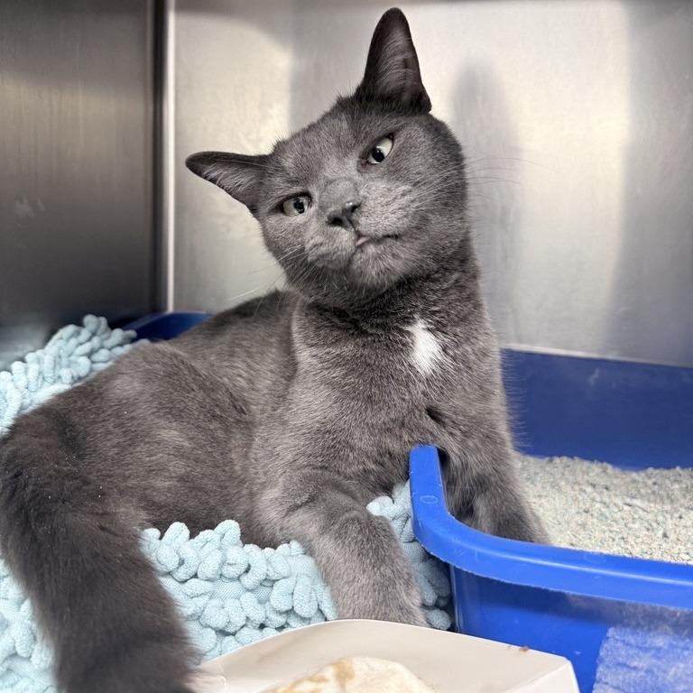 Leo, a Adoptable Domestic Short Hair in New York, NY image 5/6