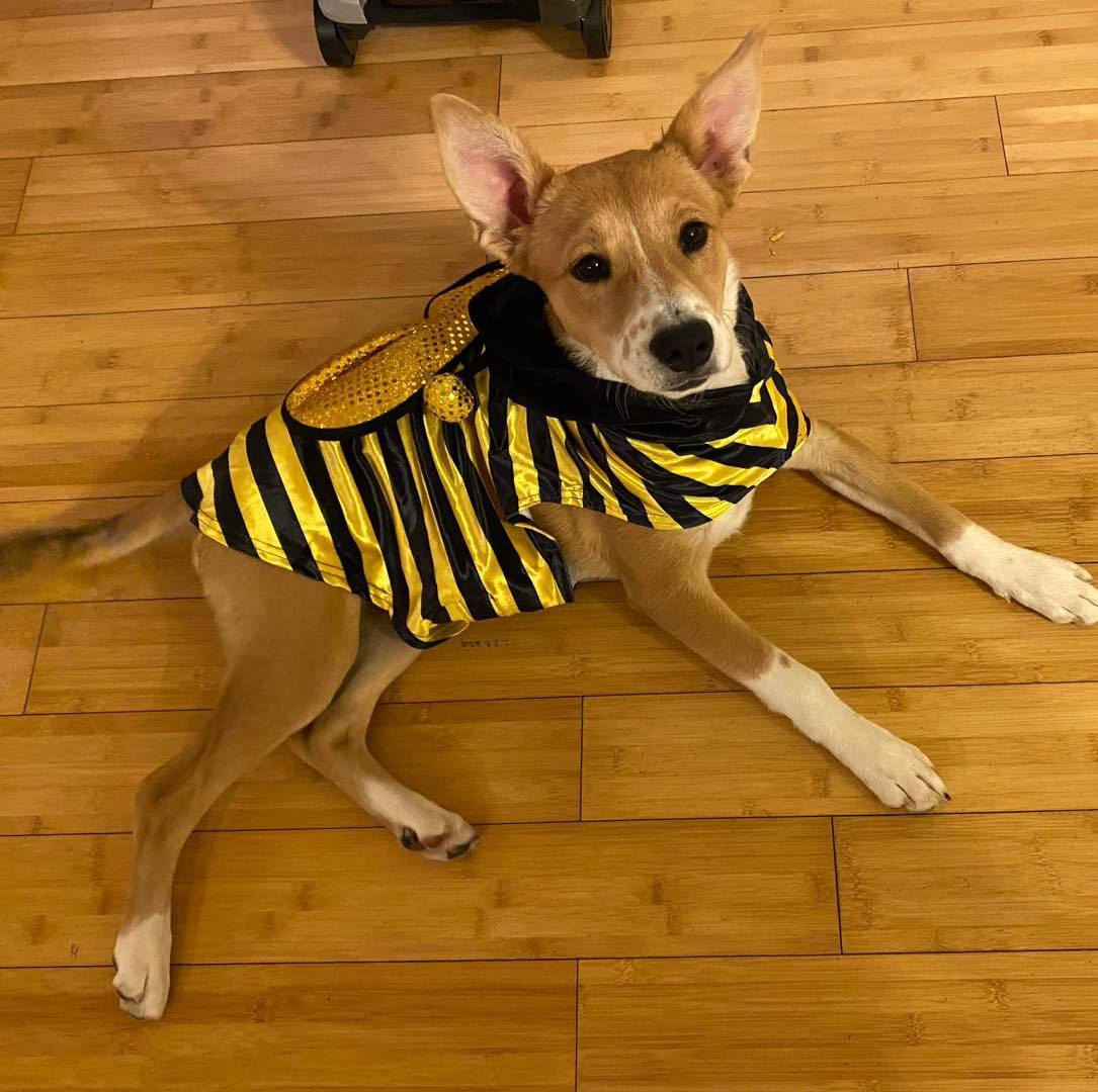 Sally, Adopted, Young Female Corgi.