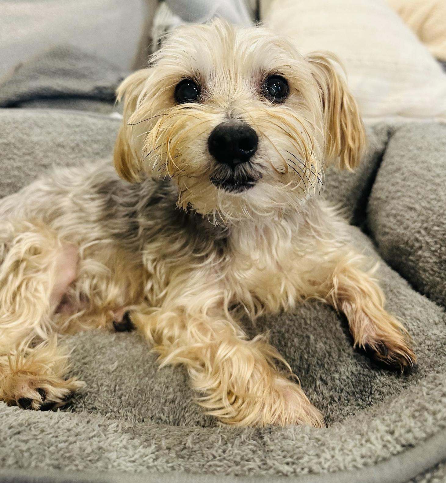 Enlarge Dawson, a Adoptable Yorkshire Terrier in Atlanta, GA image 2/5