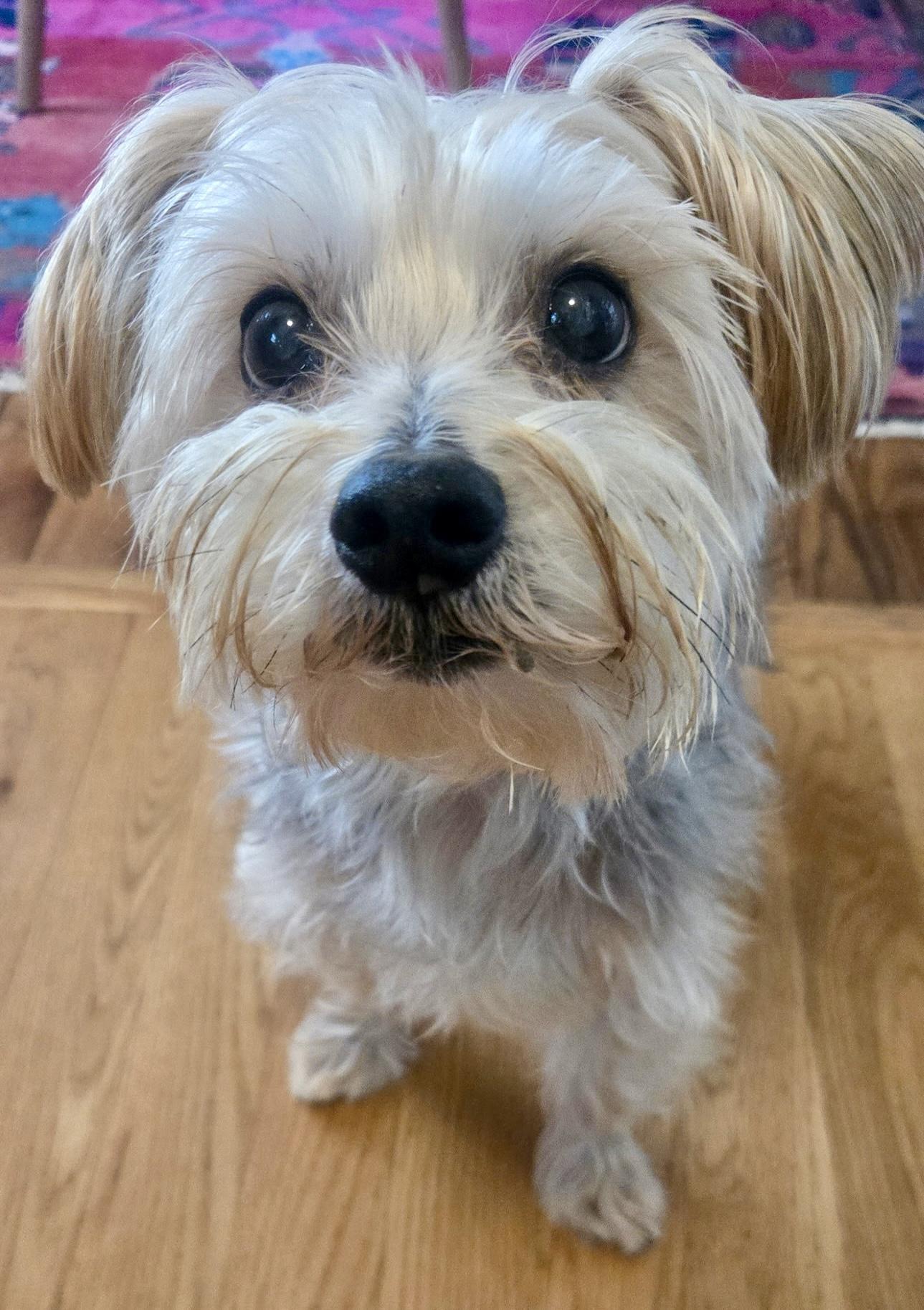 Enlarge Dawson, a Adoptable Yorkshire Terrier in Atlanta, GA image 4/5