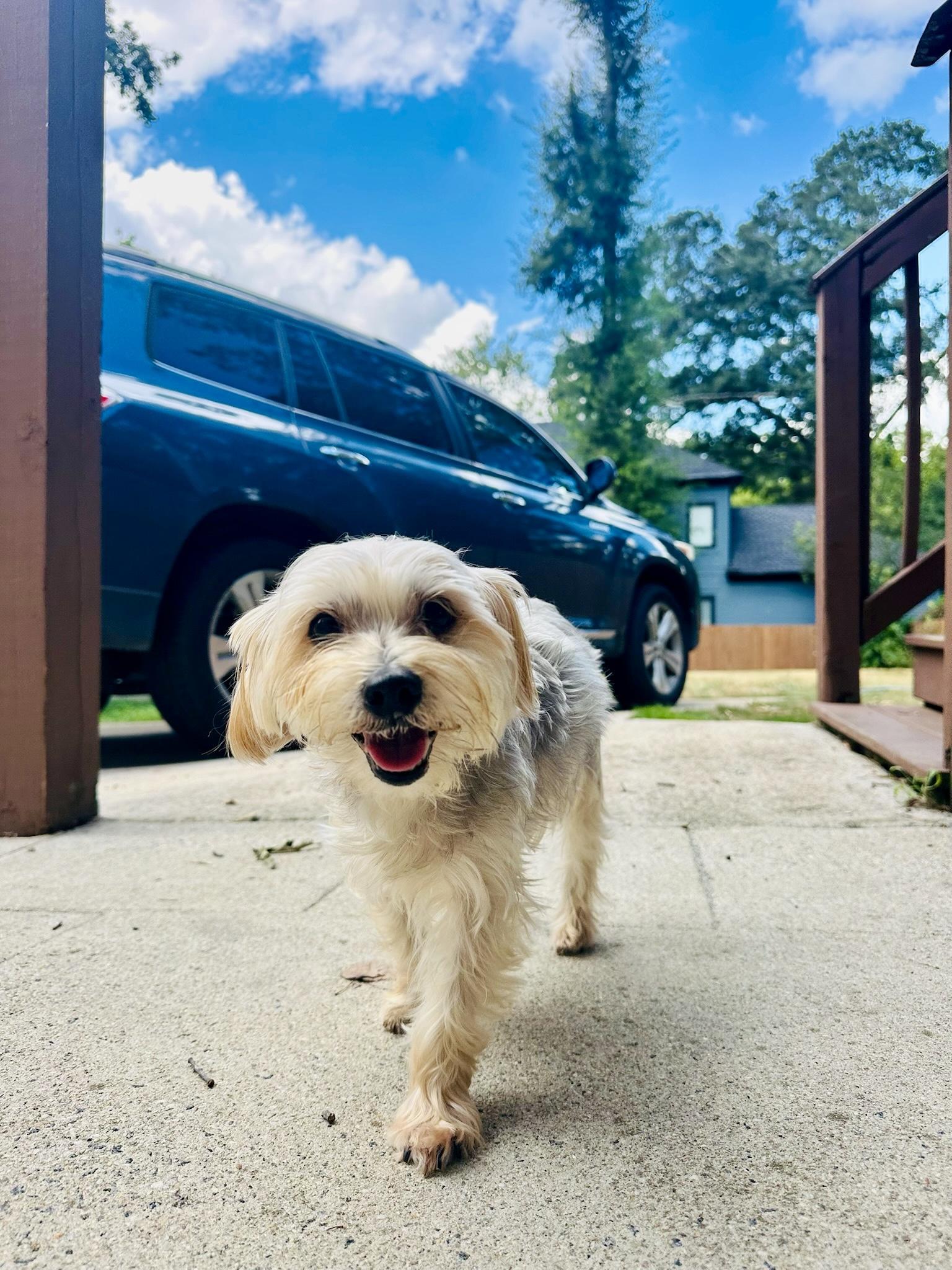 Enlarge Dawson, a Adoptable Yorkshire Terrier in Atlanta, GA image 5/5