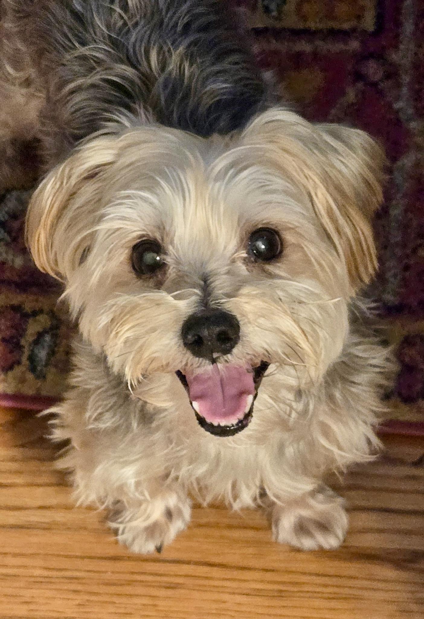Dawson, Adoptable, Senior Male Yorkshire Terrier.