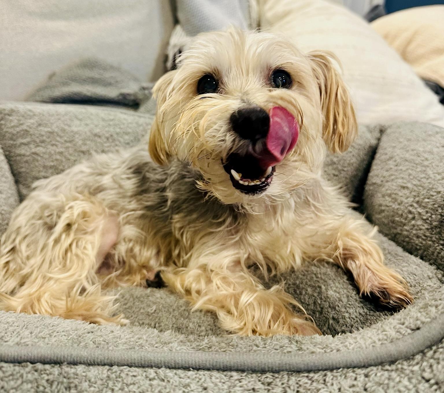 Enlarge Dawson, a Adoptable Yorkshire Terrier in Atlanta, GA image 3/5