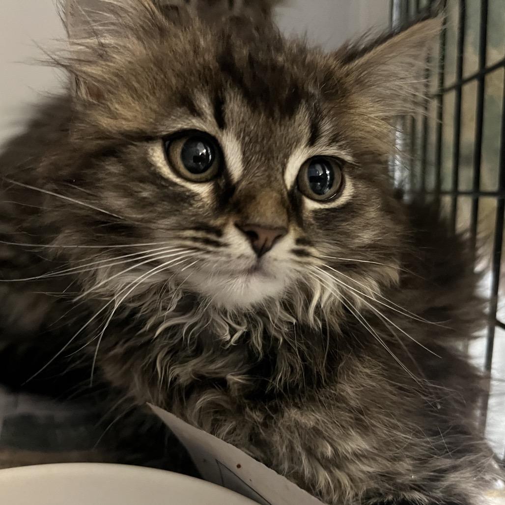 Enlarge Copper, a Adoptable Domestic Long Hair in Ruckersville, VA image 1/1