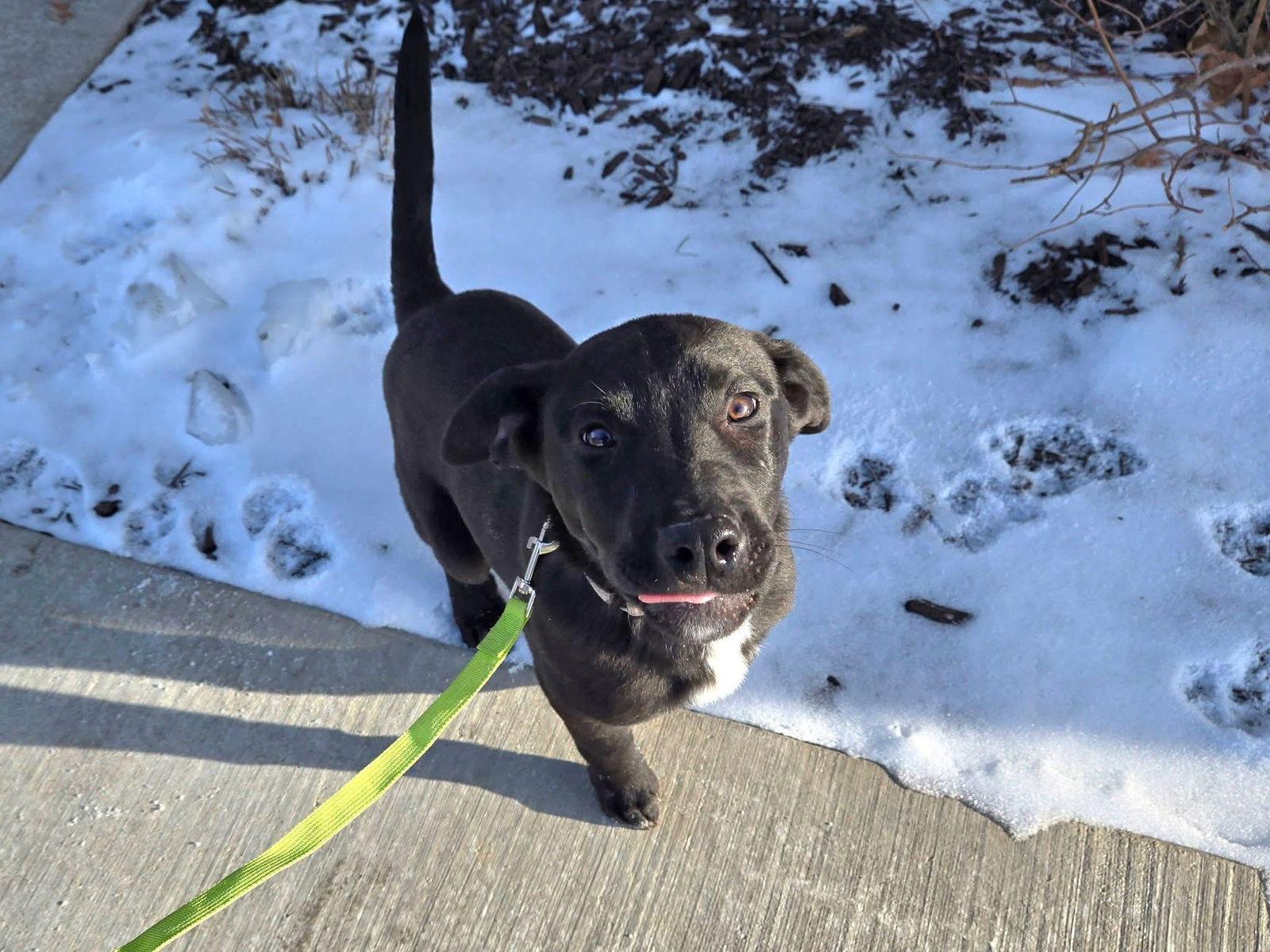 Carol, Adoptable, Puppy Female Labrador Retriever.