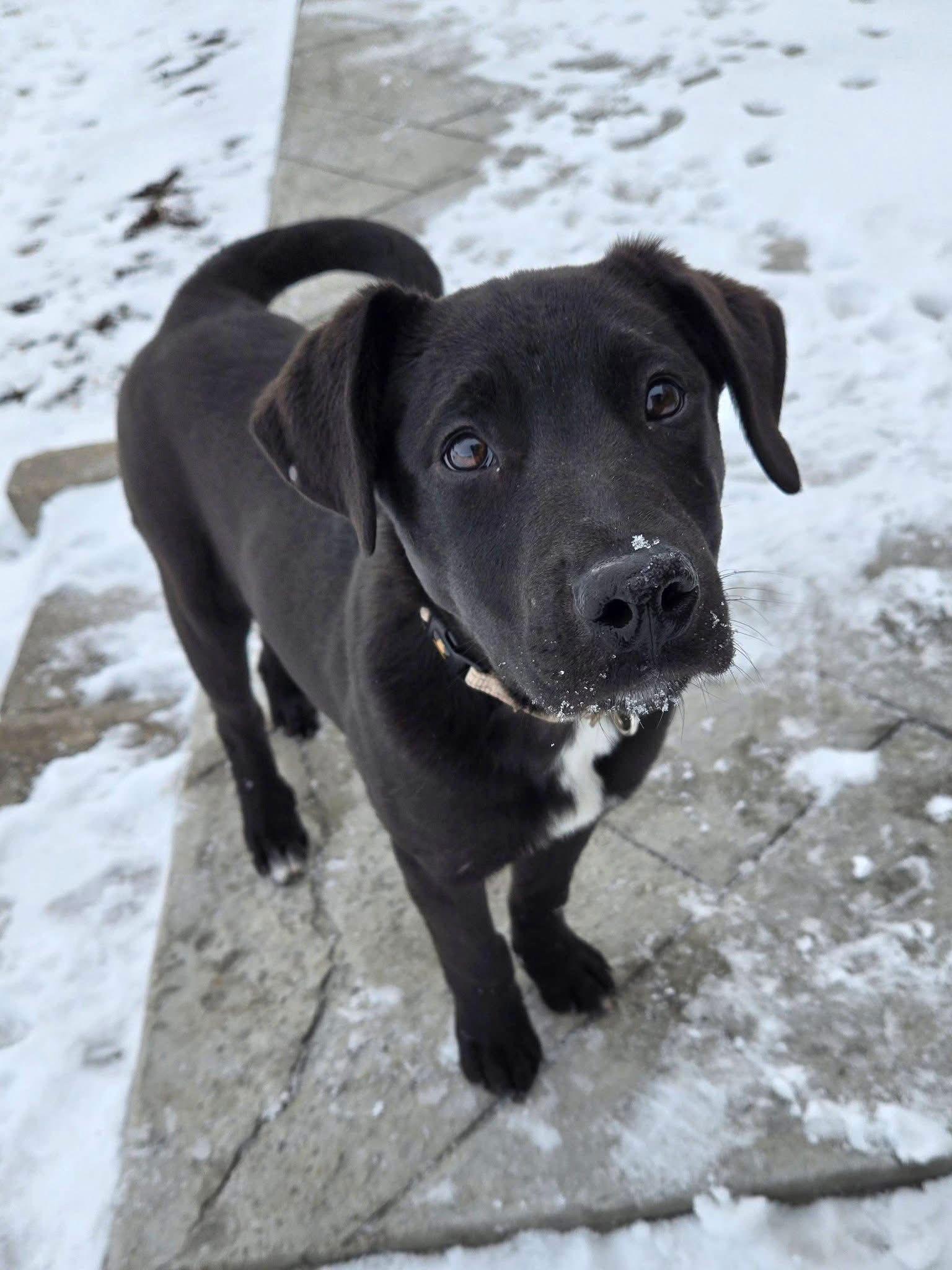 Enlarge Carol, a Adoptable Labrador Retriever in New London, WI image 2/3