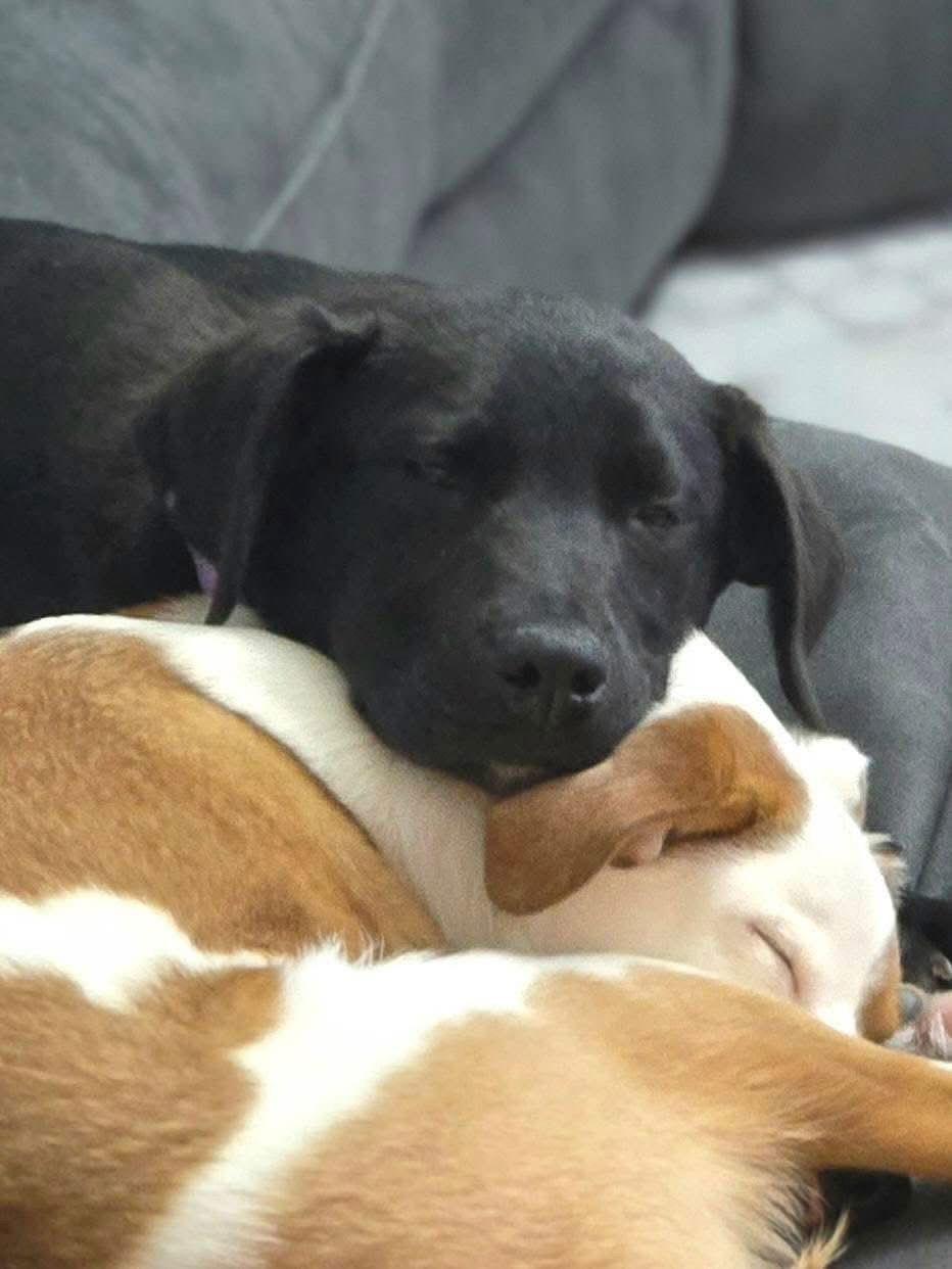 Enlarge Carol, a Adoptable Labrador Retriever in New London, WI image 3/3