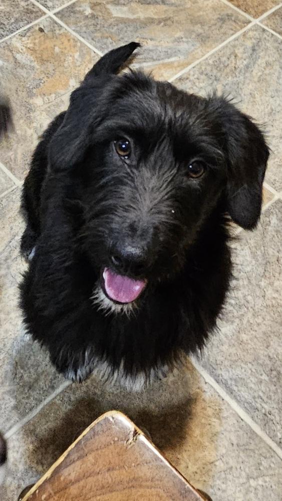 Enlarge Gonzo, a Adoptable mixed breed in Peoria, IL image 1/6