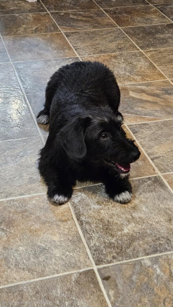 Enlarge Gonzo, a Adoptable mixed breed in Peoria, IL image 2/6