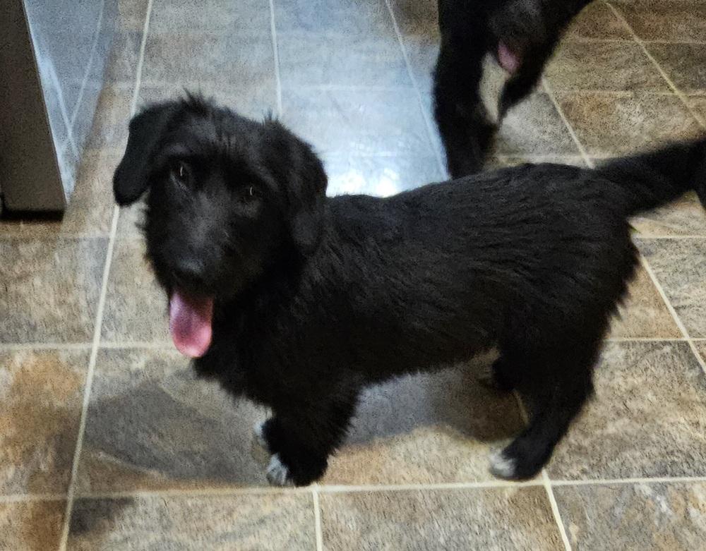 Enlarge Gonzo, a Adoptable mixed breed in Peoria, IL image 3/6