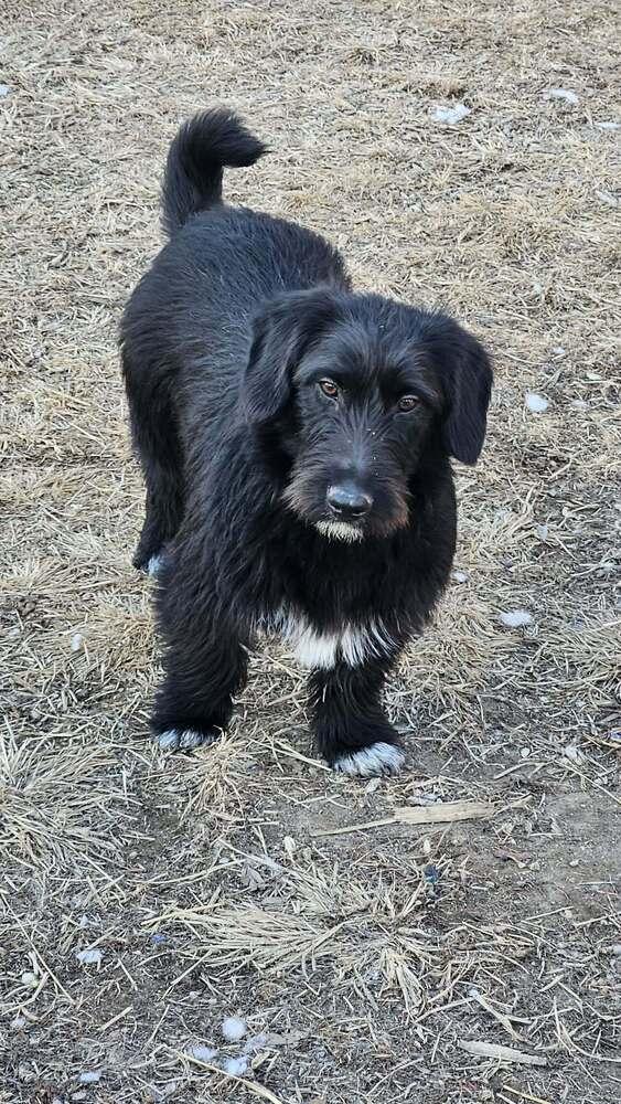 Enlarge Gonzo, a Adoptable mixed breed in Peoria, IL image 4/6