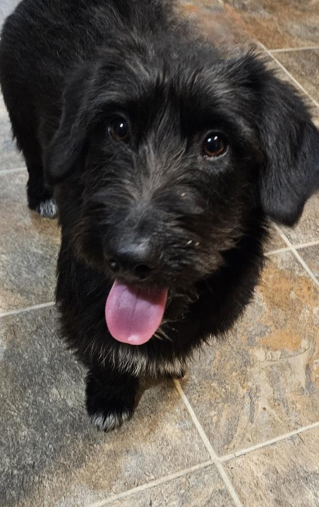 Enlarge Gonzo, a Adoptable mixed breed in Peoria, IL image 5/6