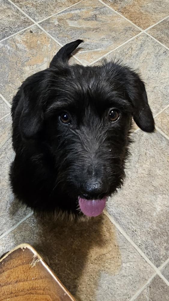 Enlarge Gonzo, a Adoptable mixed breed in Peoria, IL image 6/6