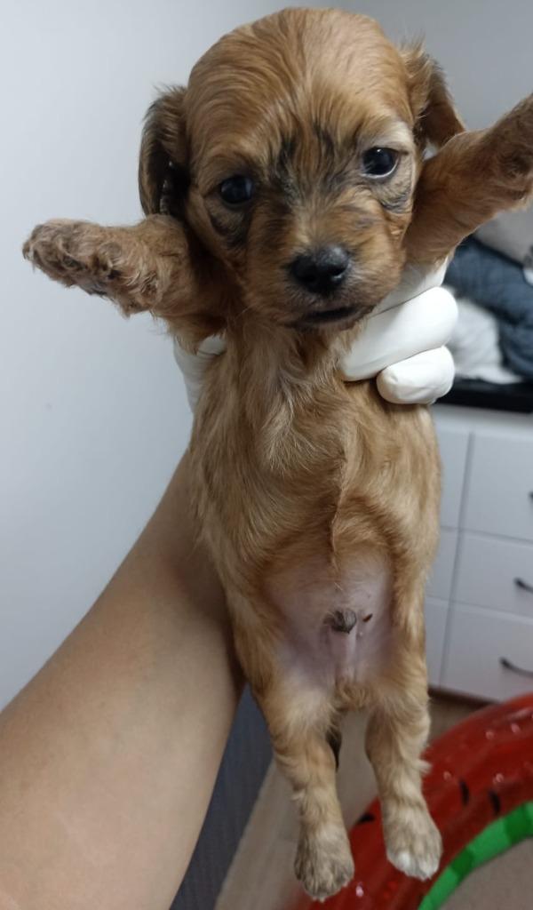 Enlarge Mocha, a Adopted mixed breed in San Juan de Abajo, NAY image 1/1