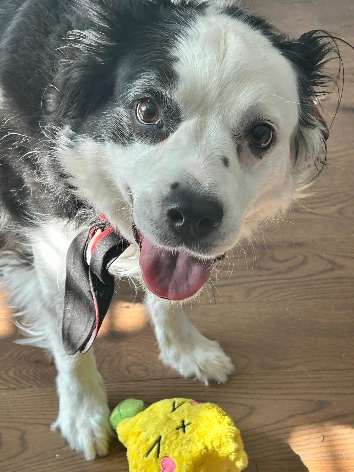 Roxy, ADOPTABLE, Senior Female Border Collie & Boston Terrier.