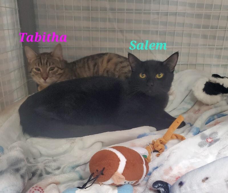 Enlarge Tabitha, a Adoptable Domestic Short Hair in Diamond Springs, CA image 1/3