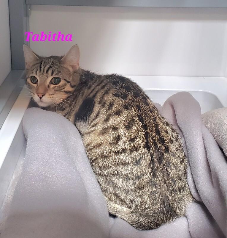 Enlarge Tabitha, a Adoptable Domestic Short Hair in Diamond Springs, CA image 2/3