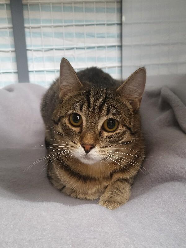 Enlarge Tabitha, a Adoptable Domestic Short Hair in Diamond Springs, CA image 3/3