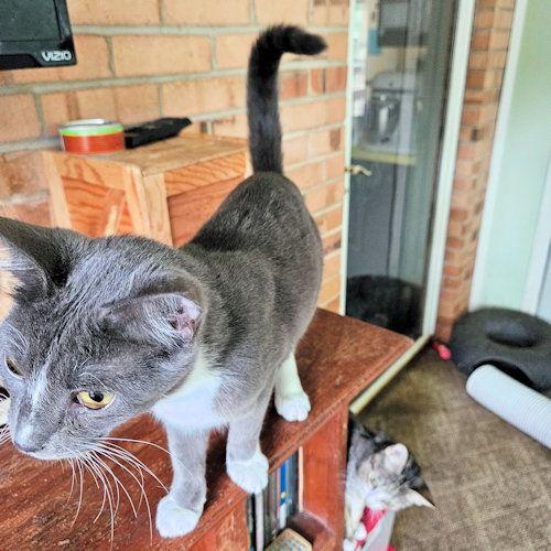 Willie, Adoptable, Young Male Domestic Short Hair.