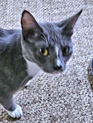 Willie, a Adoptable Domestic Short Hair in Rutherfordton, NC image 2/3