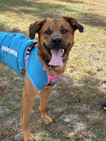 Willow, Adoptable, Young Female Mixed Breed & Mixed Breed.