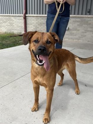 Willow, Adoptable, Young Female Mixed Breed & Mixed Breed.