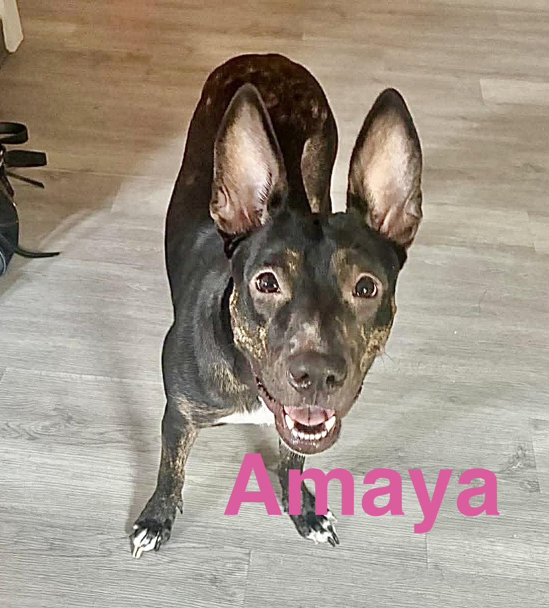 Enlarge Amaya , a Adoptable Australian Cattle Dog / Blue Heeler in Bellingham, WA image 1/6